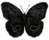 Mariposa_Negra