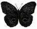 Mariposa_Negra
