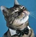 Meowface