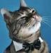 Meowface