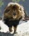 Thelionsking
