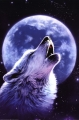 WOLF26763