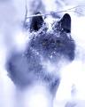 Wolf-Lady