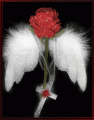 angelwings