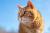 catlady540