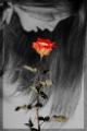 cherryrose