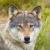 shieldofwolf